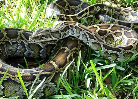 2025 Florida Python Challenge set for July 11-20